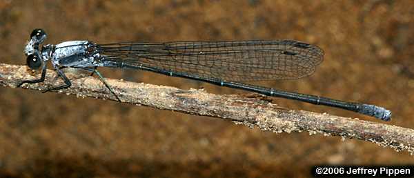 Powdered Dancer (Argia fumipennis)