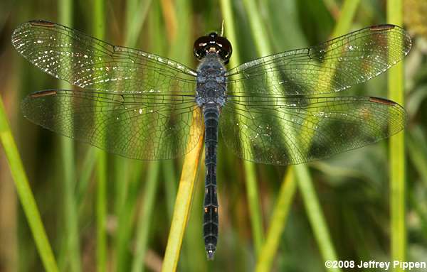 Seaside Dragonlet (Erythrodiplax berenice)
