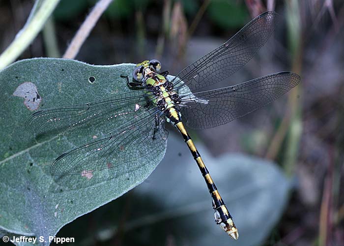 Sinuous Snaketail (Ophiogomphus occidentis)