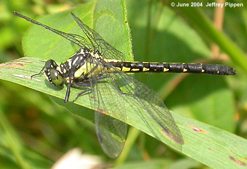 Southern Pygmy Clubtail (Lanthus vernalis)