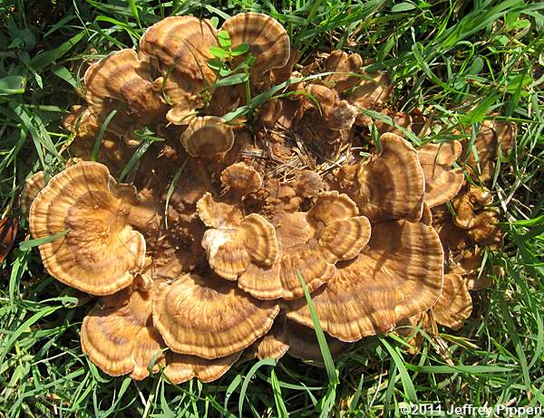 Hen-of-the-Woods (Grifola frondosa)