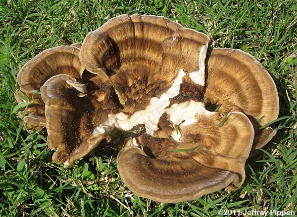Hen-of-the-Woods (Grifola frondosa)