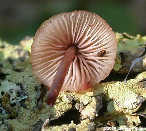 Bloodfoot Mushroom (Mycena haematopus)