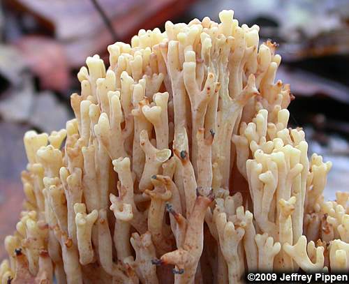 coral fungus (Ramaria sp.)