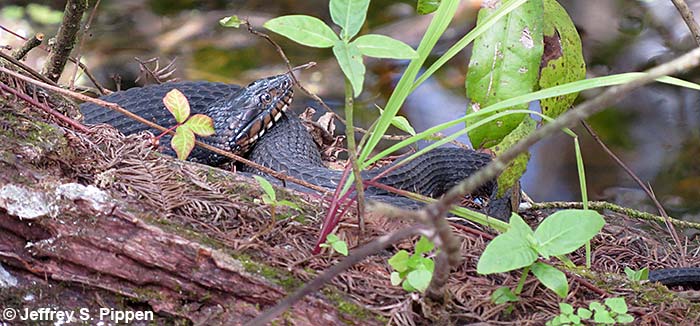Banded Water Snake (Nerodia fasciata)