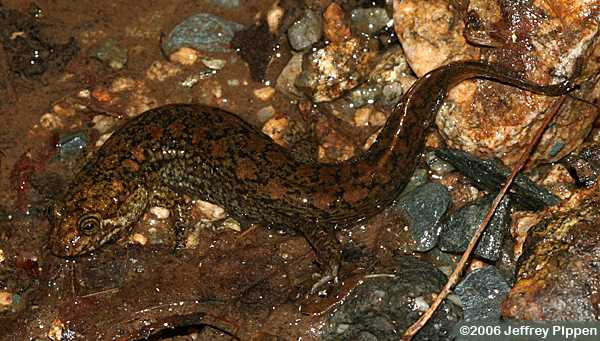 Black-bellied Salamander (Desmognathus quadramaculatus)