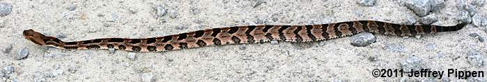 Timber (Canebrake) Rattlesnake (Crotalus horridus)