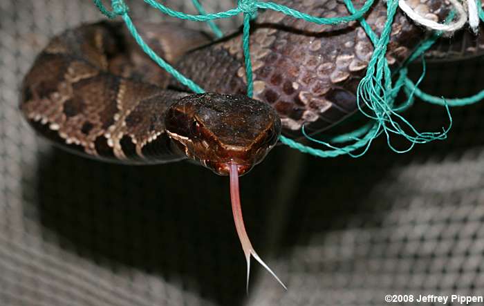 Cottonmouth (Agkistrodon piscivorus)