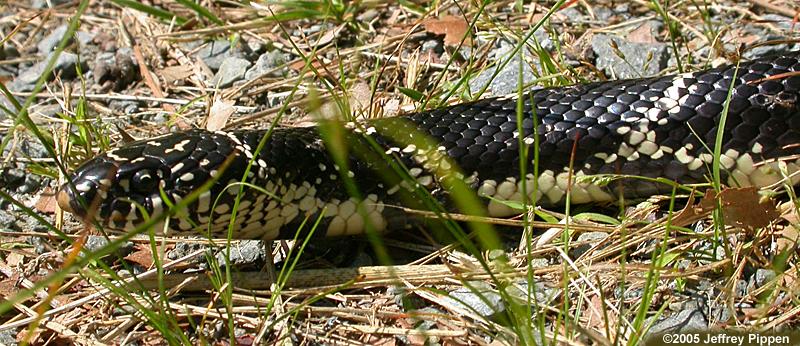 Eastern King Snake Frutex Anguis Annulatus from The natural history of  Carolina, Florida, and the Adult Pull-Over Hoodie by Shop Ability - Pixels