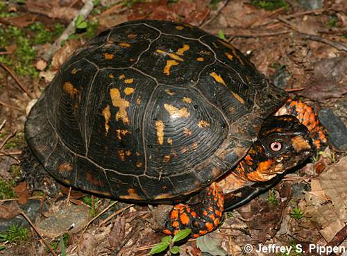 Eastern Box Turtle (Terrapene carolina carolina)