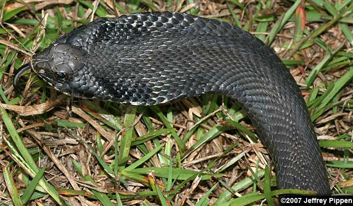 black eastern hognose snake
