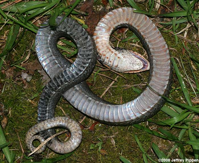 Eastern Hognose Snake 