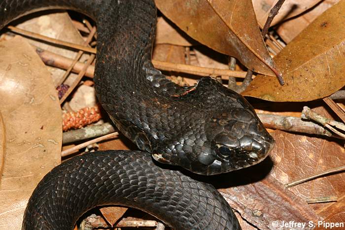 Eastern Hognose Snake (Heterodon platyrhinos)