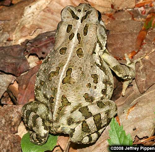 Fowler's Toad (Bufo  fowleri)