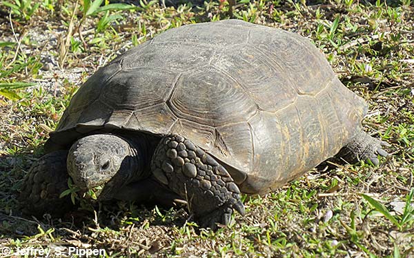Gopher Tortoise (Gopherus polyphemus)