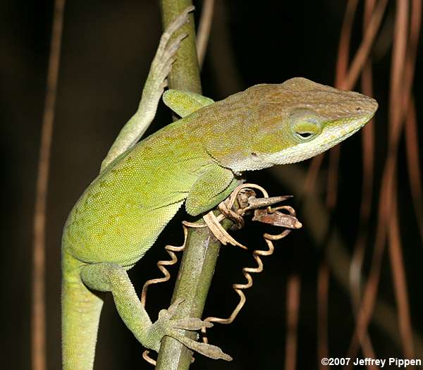 Green Anole (Anolis carolinensis)