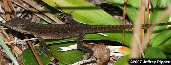 Green Anole (Anolis carolinensis)