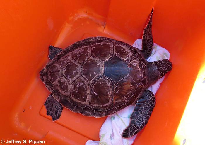 Green Sea Turtle (Chelonia mydas)