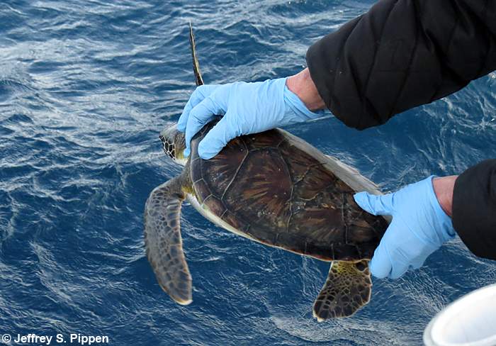Green Sea Turtle (Chelonia mydas)