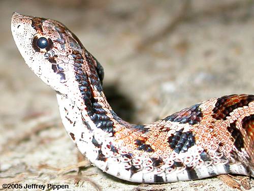 Eastern Hognose Snake (Heterodon platyrhinos)