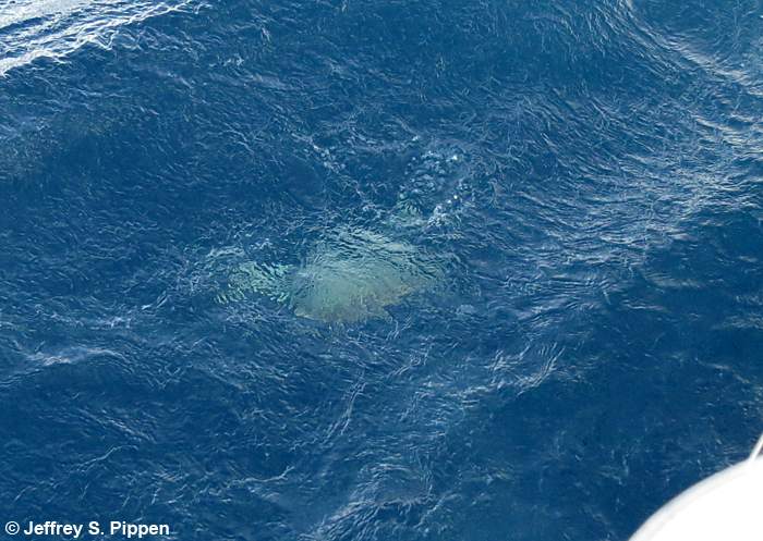 Kemp's Ridley Sea Turtle (Lepidochelys kempii)