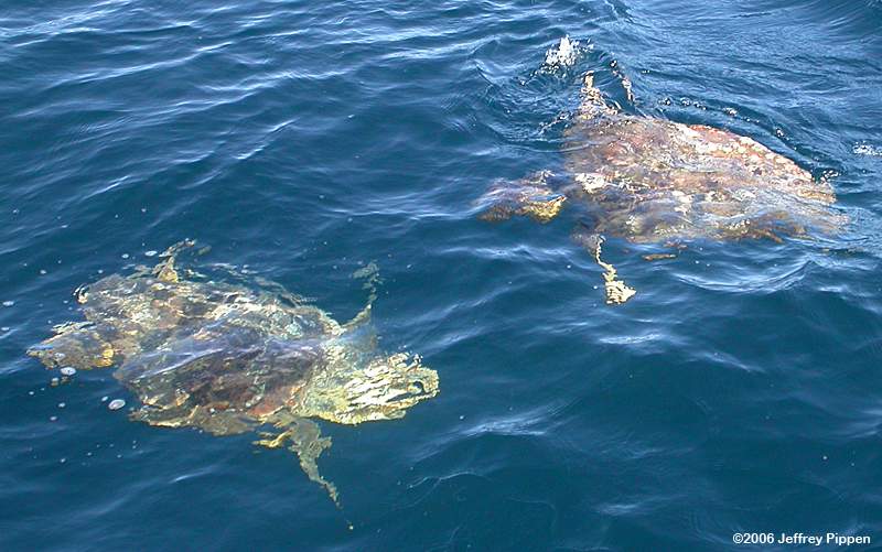 Loggerhead Sea Turtle (Caretta caretta)