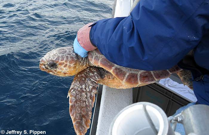 Loggerhead Sea Turtle (Caretta caretta)