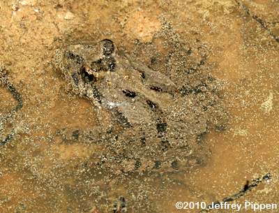 Northern Cricket Frog (Acris crepitans crepitans)