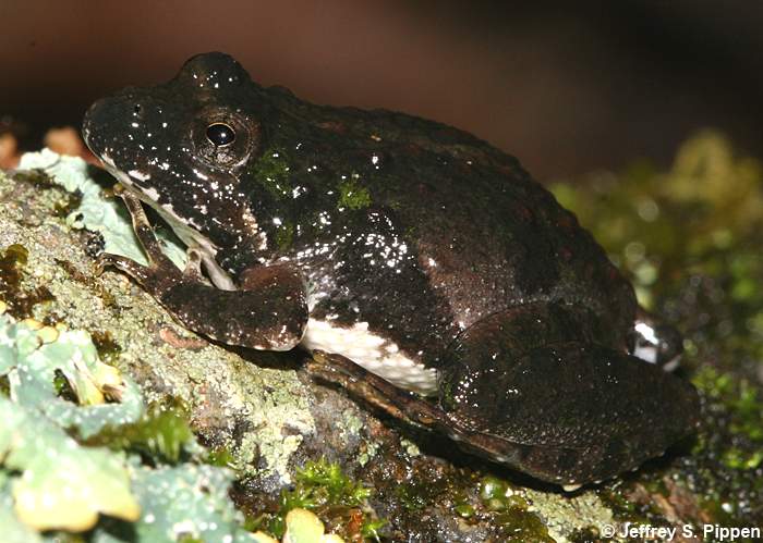 Northern Cricket Frog (Acris crepitans crepitans)
