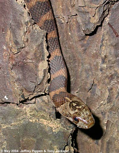 Northern Water Snake (Nerodia sipedon)
