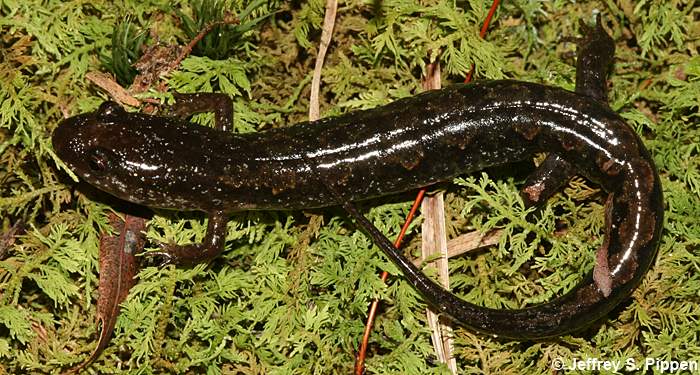 Ocoee Salamander (Desmognathus ocoee)