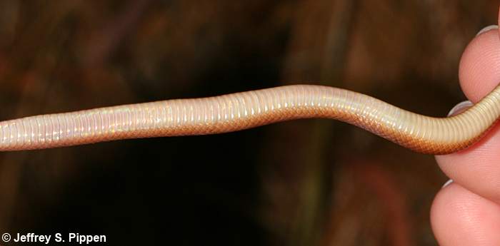 Pine Woods Snake (Rhadinaea flavilata)