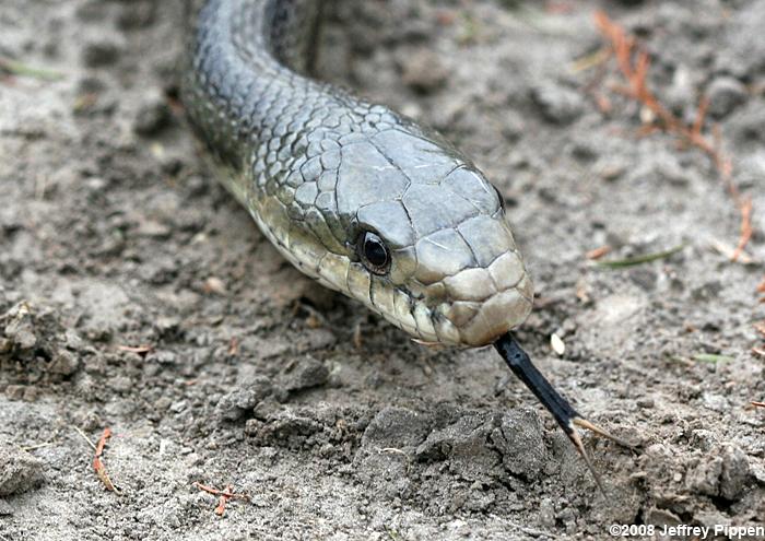 Rat Snake (Elaphe obsoleta)