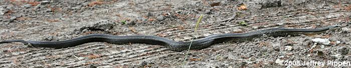 Rat Snake (Elaphe obsoleta)