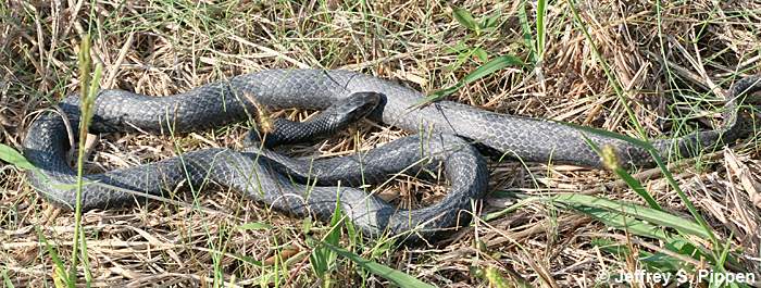 Rat Snake (Elaphe obsoleta)