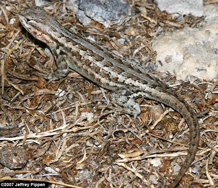 Sagebrush Lizard (Sceloporus graciosus)