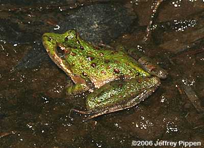 Southern Cricket Frog (Acris gryllus gryllus)