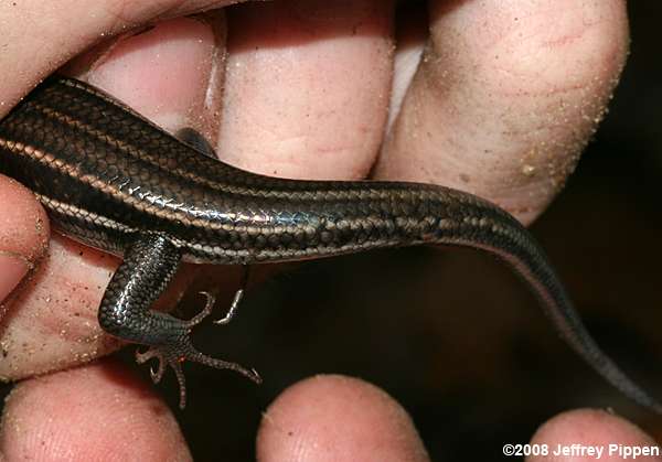 Southeastern Five-lined Skink (Eumeces inexpectatus)
