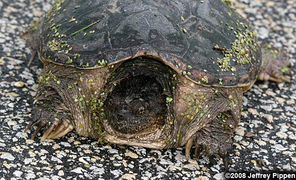 Snapping Turtle (Chelydra serpentina)