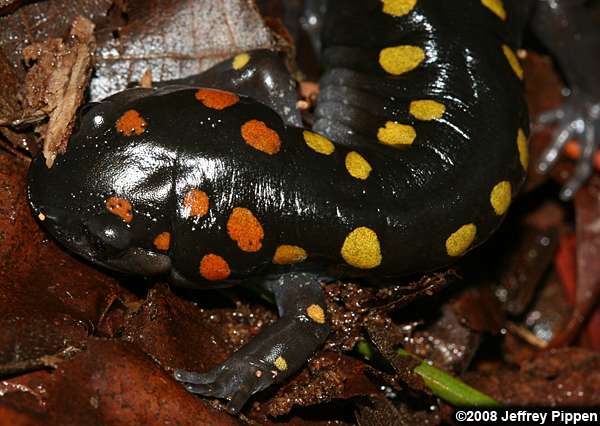 orange spotted salamander