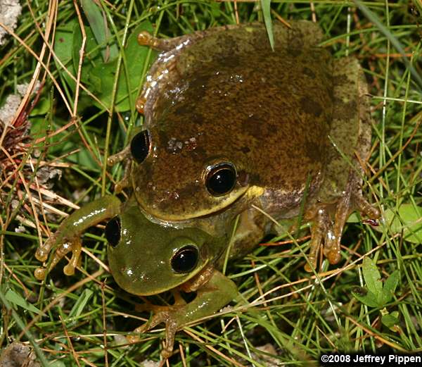 Squirrel Treefrog (Hyla squirella)