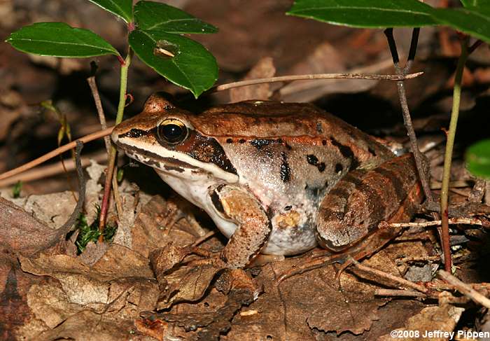 Wood Frog (Rana sylvatica), Allegany County, NY USA Near Ho…