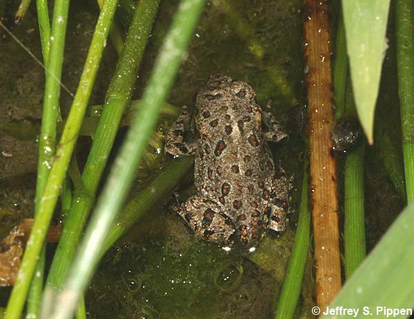 Western Toad (Bufo boreas)