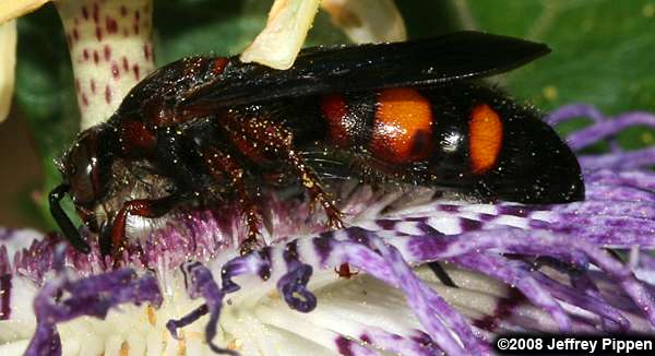 Scoliid Wasp (Scolia nobilitata)