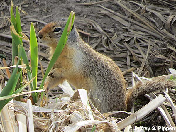 Columbian ground squirrel (Urocitellus columbianus)