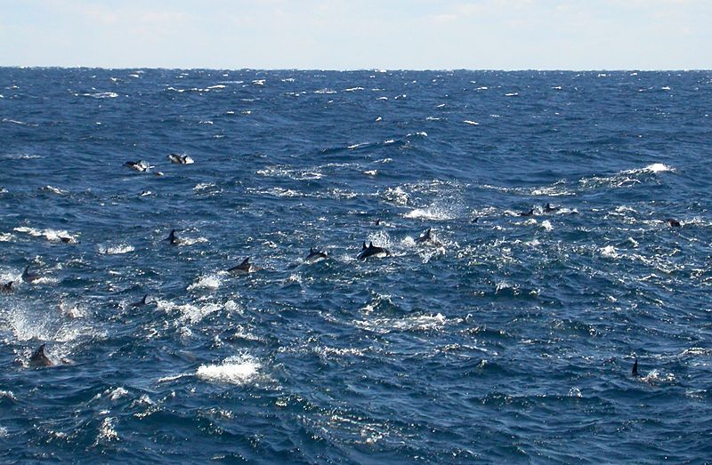 Short-beaked Common Dolphin (Delphinus delphis)