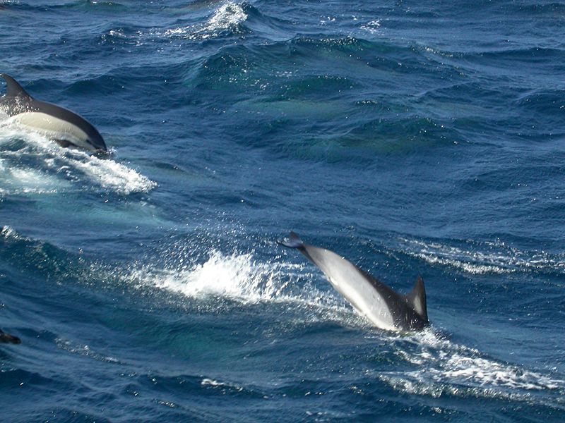 Short-beaked Common Dolphin (Delphinus delphis)