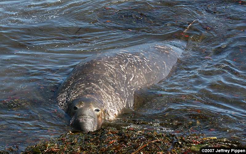 Northern Elephant Seal (Mirounga angustirostrus)