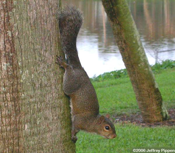 Gray Squirrel (Sciurus caroliniensis)