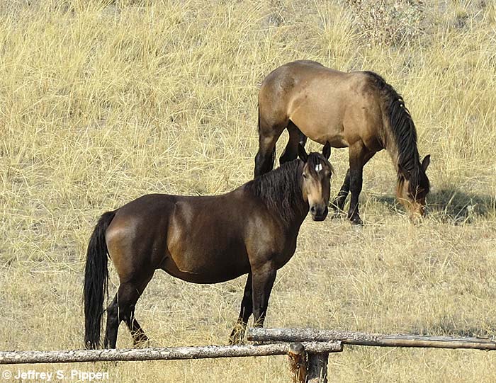 Feral Horse (Equus ferus caballus)